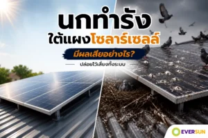 นกทำรังใต้แผงโซลาร์เซลล์ มีผลเสียอย่างไร ปล่อยไว้เสี่ยงทั้งระบบ