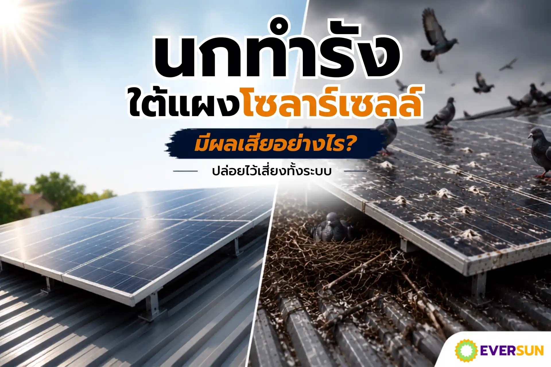 นกทำรังใต้แผงโซลาร์เซลล์ มีผลเสียอย่างไร ปล่อยไว้เสี่ยงทั้งระบบ